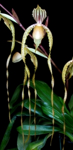 Paphiopedilum Kolosand Bravo Orchids AM/AOS 83 pts.